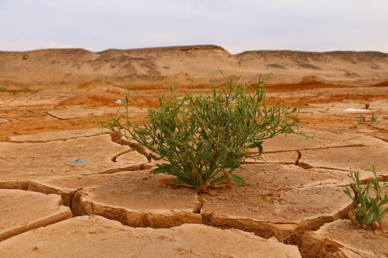 Cambiamenti climatici