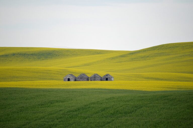 Colline