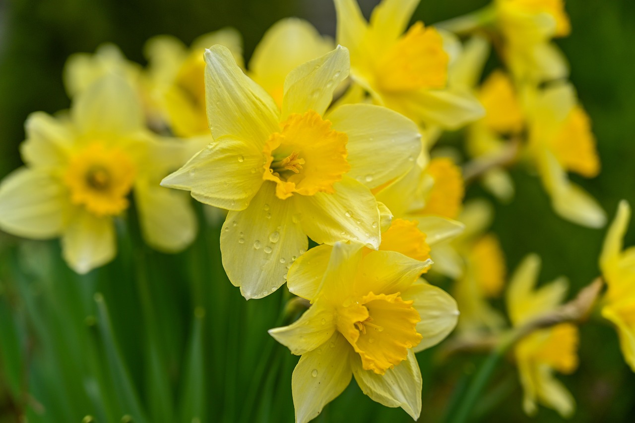 mito di Eco e Narciso