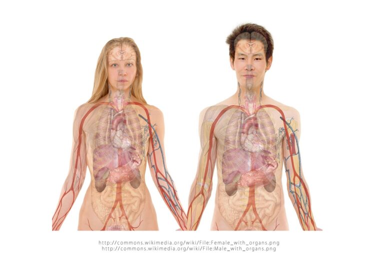 Il sistema endocrino: ricerca per studenti